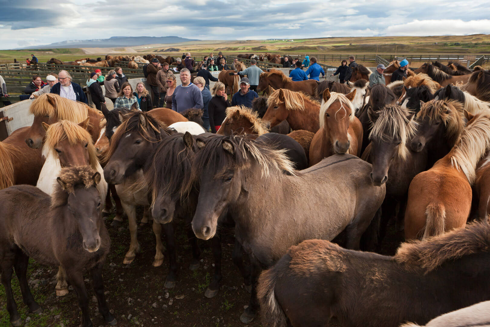 Island, Pferdeabtrieb